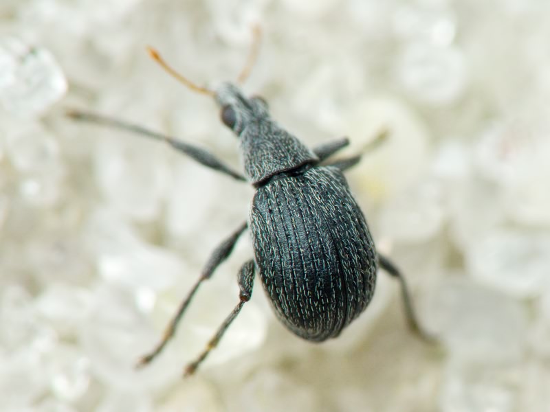 Oxystoma craccae (Linnaeus, 1767)